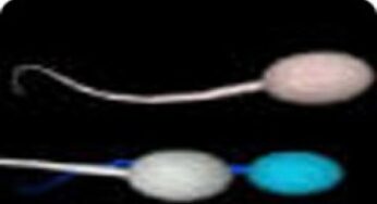 Sesso tutti i giorni per uno sperma più sano