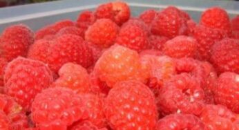 Le proprietà salutari di frutti di bosco, ribes & co.