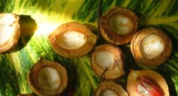 Naturale non sempre equivale ad innocuo