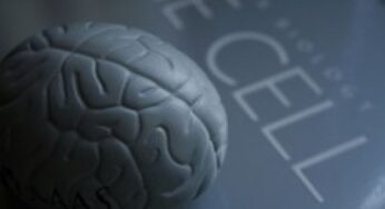 La vitamina B12 preziosa per il cervello