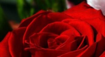Profumo di rosa per fare sonni tranquilli