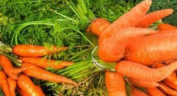 Carota: uno scrigno di salute e bellezza