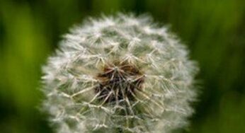 Primavera: tornano le allergie del polline e quelle alimentari