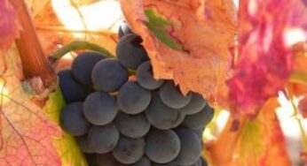 Vino rosso contro i danni arrecati da uno stile di vita sedentario
