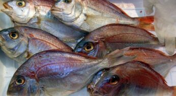 Pesce – L’importanza di mangiarlo