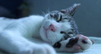 Perché è importante dormire di più