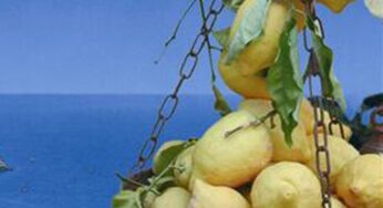 Prodotti DOP e IGP: Limone di Sorrento IGP