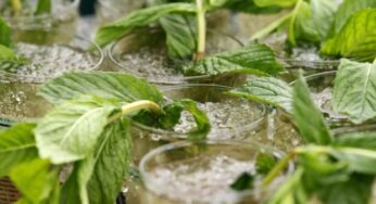 Tra i rimedi naturali per il mal di testa la menta è il più efficace