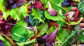 Alimentazione, i tipi di lattuga più salutari