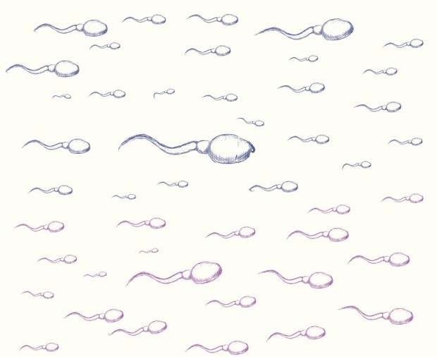 fertilita maschile cellulari