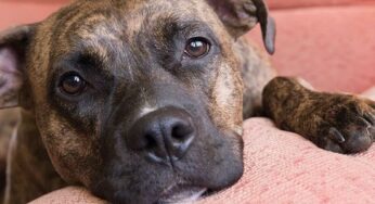 Cancro alla tiroide, il fiuto di un cane lo scopre in fase preococe