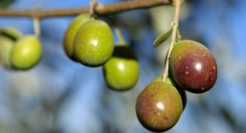 Alimentazione sostenibile, l’impegno delle aziende italiane