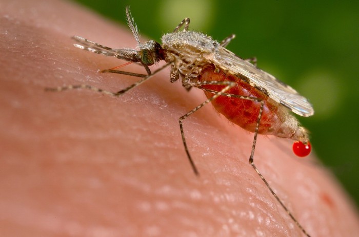 zanzara geneticamente modificata malaria