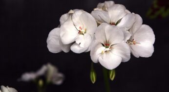 Olio essenziale di geranio per viso e capelli, 5 ricette naturali di bellezza