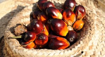 Olio di palma: qual è la verità?