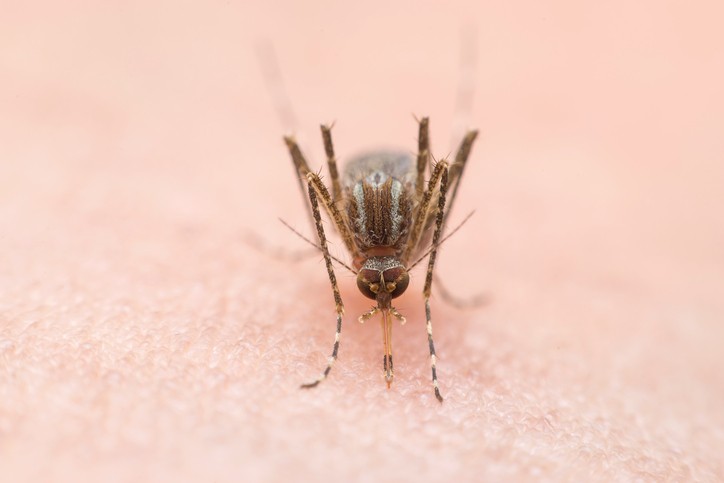 malaria