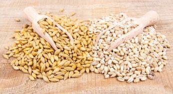 Orzo perlato, integrale e decorticato: differenze