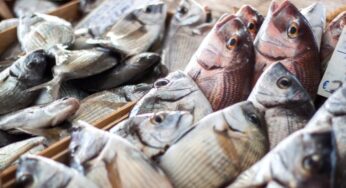 Omega-3: le fonti vegetali non bastano?