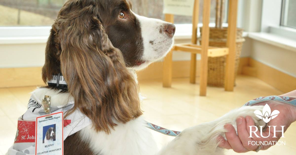 cane in ospedale