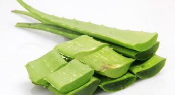 Il benessere quotidiano del tuo organismo con l’Aloe Bio Equilibra: scopri tutti i benefici!