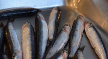 Alici marinate in gravidanza: si o no?
