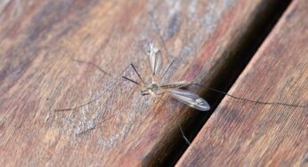 La febbre Dengue è in Italia: di cosa si tratta e come affrontarla