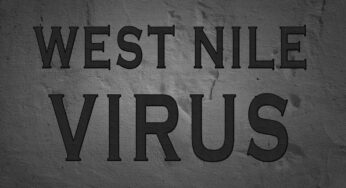 Febbre del Nilo, casi in Italia: come si riconosce, i sintomi e le cure della West Nile Fever