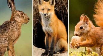 Quale animale scegli tra questi tre? La risposta rivela i tuoi più grandi pregi e difetti