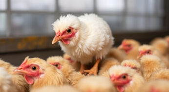 Polli broiler: migliorare il benessere animale richiede impegno costante